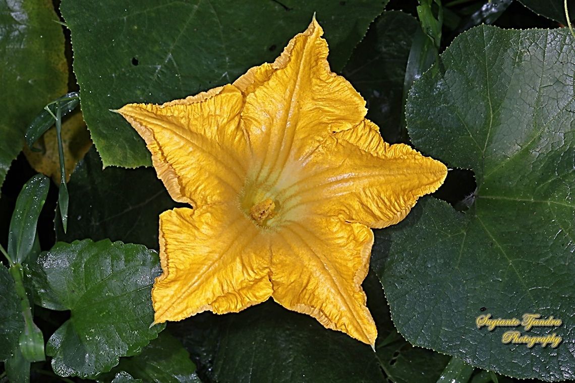 Pumpkin flower, Cucurbita moschata  Cucurbita moschata,Geotagged,Indonesia,Winter