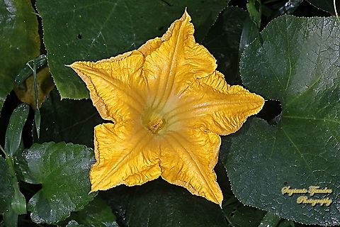 Pumpkin flower, Cucurbita moschata  Cucurbita moschata,Geotagged,Indonesia,Winter