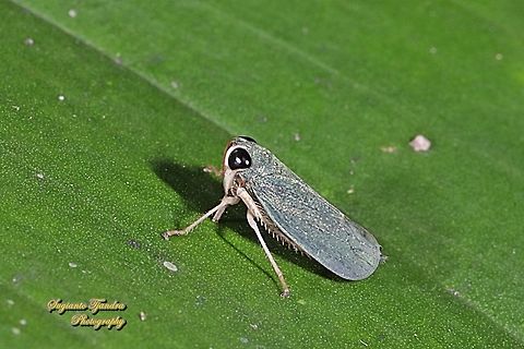 Leafhopper, subfamily Coelidiinae,  family Cicadellidae  Geotagged,Indonesia,Winter