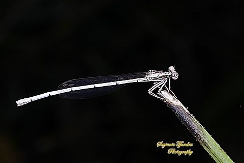 Yellow Bush Dart, Copera marginipes Sp, Platycnemididae - Female  Copera marginipes,Geotagged,Indonesia,Winter,Yellow bush dart