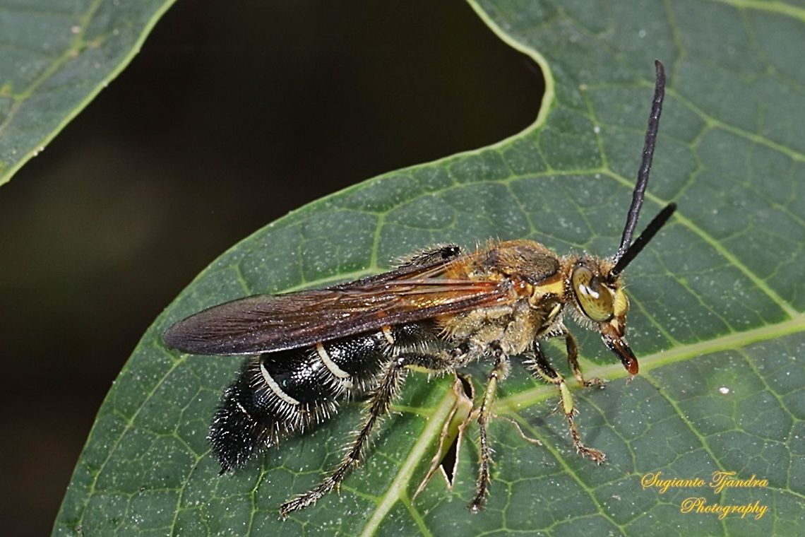Scoliide wasp, Campsomeriella collaris, family Scoliide  Campsomeriella collaris,Geotagged,Indonesia,Winter