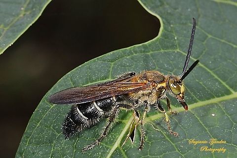 Scoliide wasp, Campsomeriella collaris, family Scoliide  Campsomeriella collaris,Geotagged,Indonesia,Winter