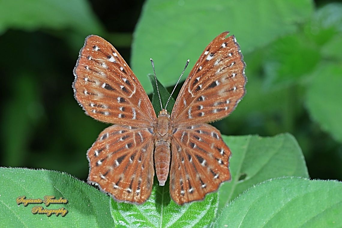 The Punchinello Butterfly, Zemeros flegyas javanus,  (family Riodinidae)  Geotagged,Indonesia,Punchinello,Winter,Zemeros flegyas