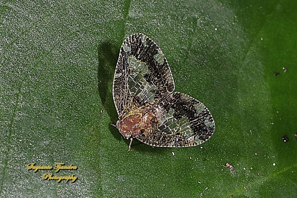 Ricaniid Planthopper, Ricania speculum, Ricaniidae  Geotagged,Indonesia,Ricania speculum,Ricaniid Planthopper,Winter