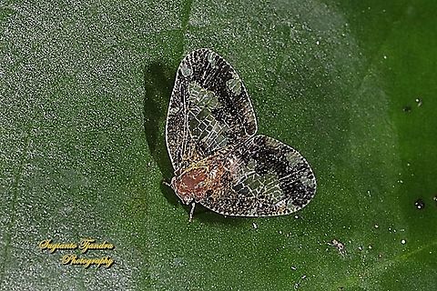 Ricaniid Planthopper, Ricania speculum, Ricaniidae  Geotagged,Indonesia,Ricania speculum,Ricaniid Planthopper,Winter