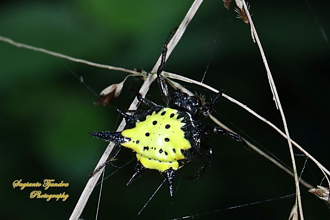 Hasselt's spiny spider, Gasteracantha hasselti, Araneidae  Gasteracantha hasselti,Geotagged,Hasselt's Spiny Spider,Indonesia,Winter