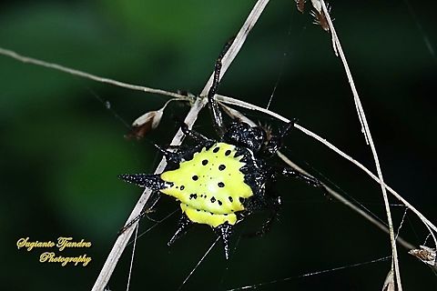 Hasselt's spiny spider, Gasteracantha hasselti, Araneidae  Gasteracantha hasselti,Geotagged,Hasselt's Spiny Spider,Indonesia,Winter