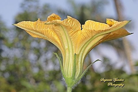 Pumpkin flower, Cucurbita moschata  Cucurbita moschata,Geotagged,Indonesia,Squash or Pumpkin,Winter