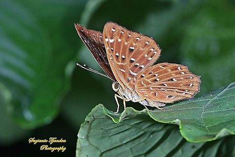 The Punchinello Butterfly, Zemeros flegyas javanus,  (family Riodinidae) - underside  Geotagged,Indonesia,Punchinello,Winter,Zemeros flegyas