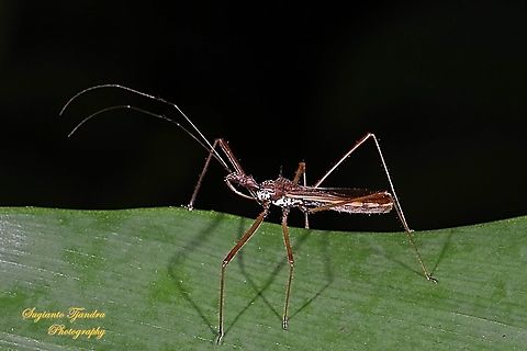 Assasin bug, Euagoras, family Reduviidae  Geotagged,Indonesia,Winter
