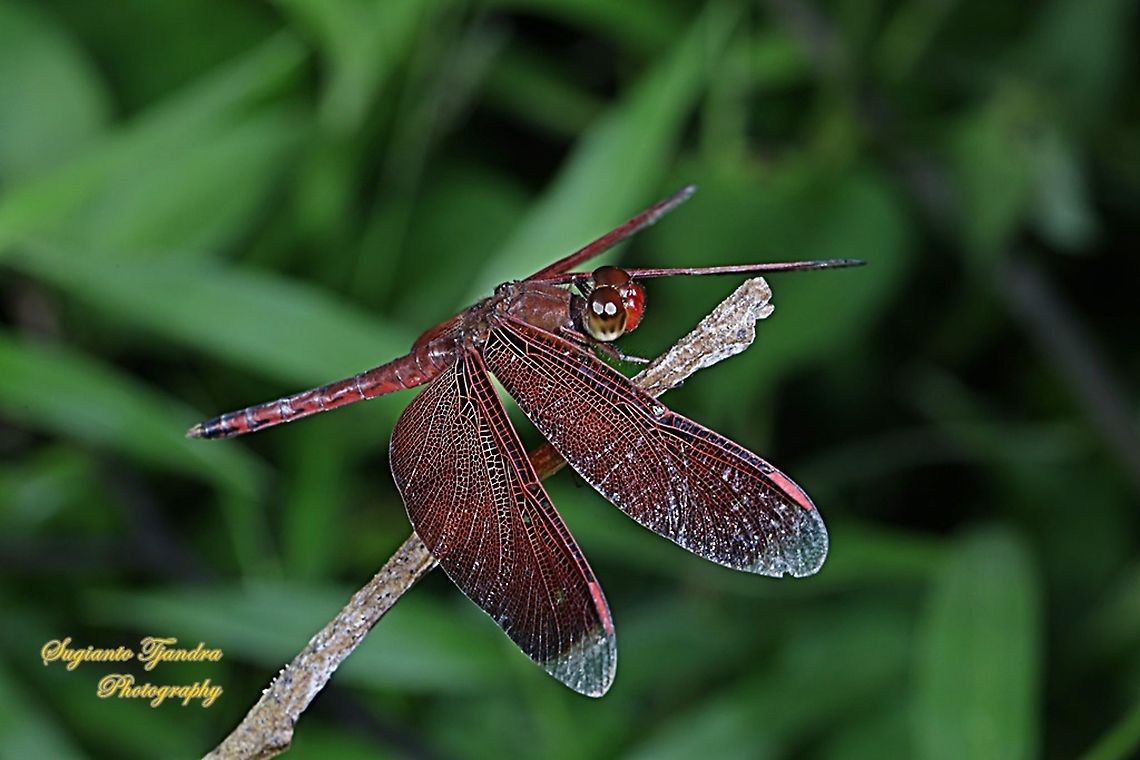 Red-winged Dragonfly, Neurothemis terminata, family Libellulidae  Geotagged,Indonesia,Indonesian Red-winged Dragonfly,Neurothemis terminata,Winter