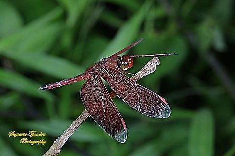 Red-winged Dragonfly, Neurothemis terminata, family Libellulidae  Geotagged,Indonesia,Indonesian Red-winged Dragonfly,Neurothemis terminata,Winter