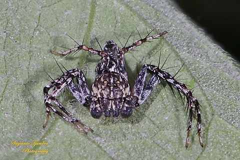 Asian Lynx Spider, Hamadruas signifera, family Oxyopidae - Male  Geotagged,Hamadruas signifera,Indonesia,Winter