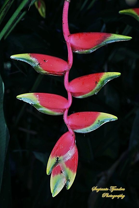 Hanging lobster claw flower, Heliconia rostrata  Geotagged,Heliconia rostrata,Indonesia,Lobster Claw,Winter