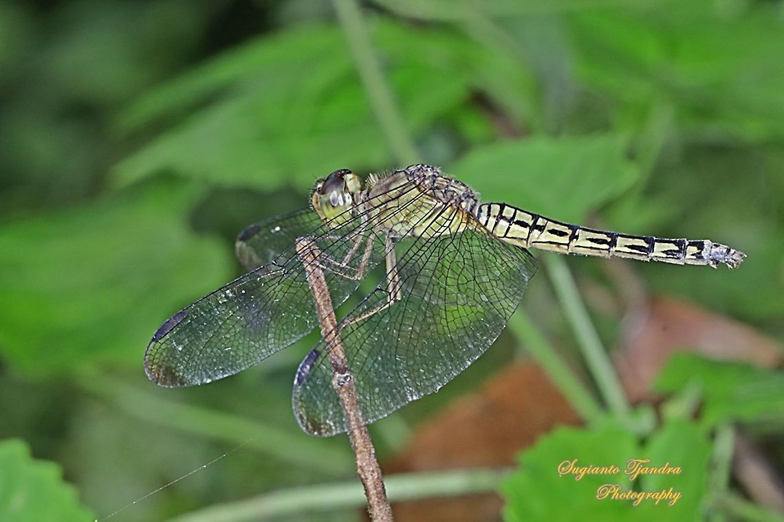 Red-winged Dragonfly, Neurothemis terminata, family Libellulidae - Female  Geotagged,Indonesia,Indonesian Red-winged Dragonfly,Neurothemis terminata,Winter
