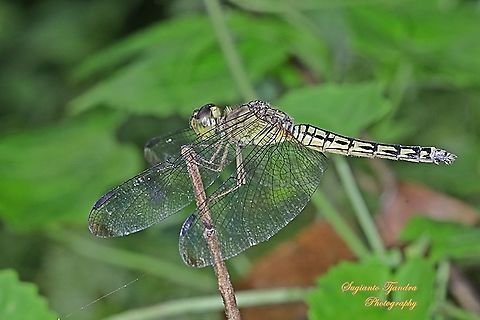 Red-winged Dragonfly, Neurothemis terminata, family Libellulidae - Female  Geotagged,Indonesia,Indonesian Red-winged Dragonfly,Neurothemis terminata,Winter