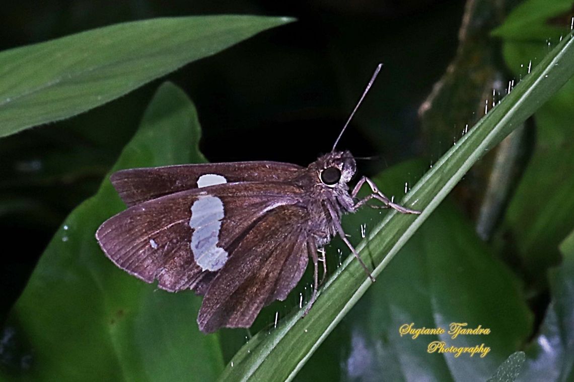 Skipper Butterfly, Common Banded Demon, Notocrypta paralysos  Common banded demon,Geotagged,Indonesia,Notocrypta paralysos,Winter