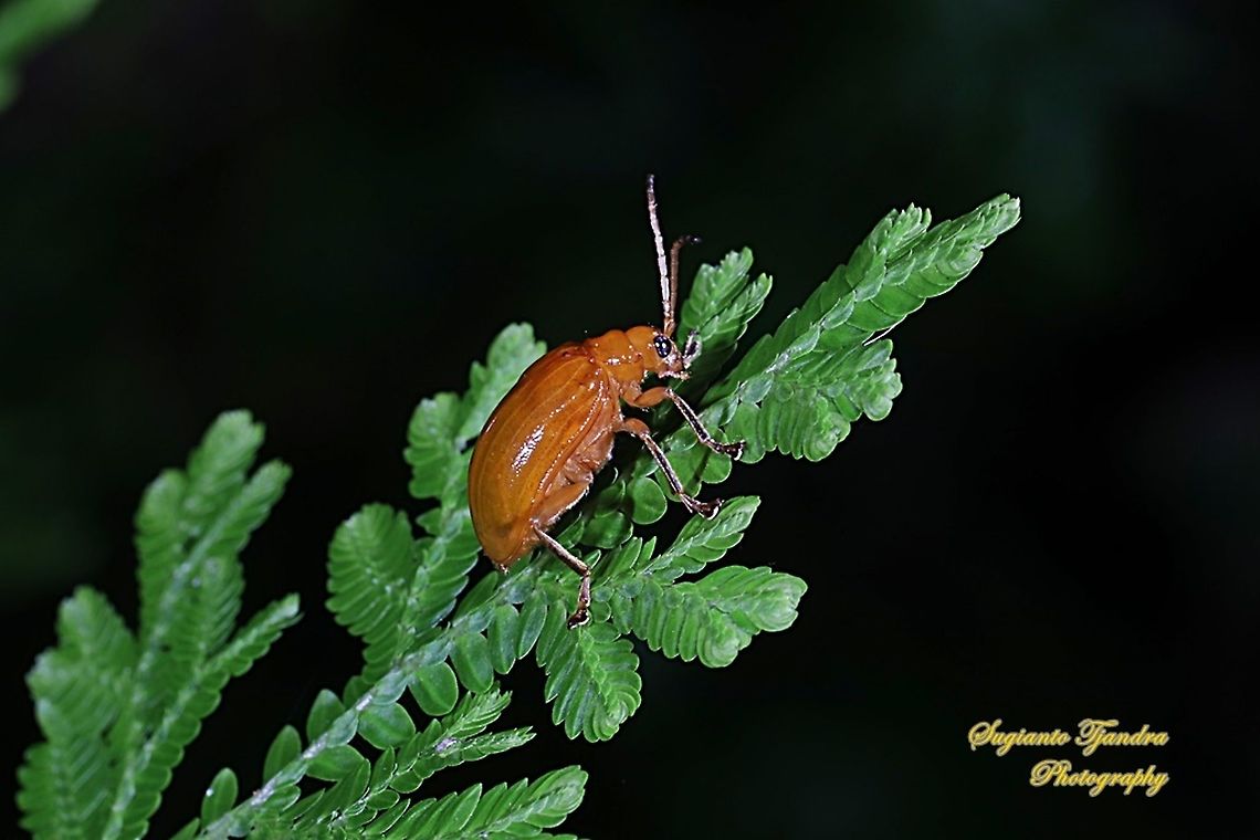 Orange leaf beetle, family Chrysomelidae  Geotagged,Indonesia,Winter