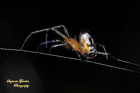 The pear-shaped leucauge Spider, Opadometa fastigata, family Tetragnathidae  Geotagged,Indonesia,Opadometa fastigata,Pear-shaped Leucauge,Winter