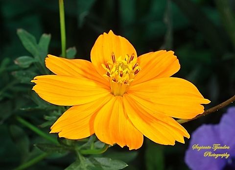 Orange Cosmos Flower (Cosmos sulphureus)  Cosmos sulphureus,Geotagged,Indonesia,Sulfur Cosmos,Winter