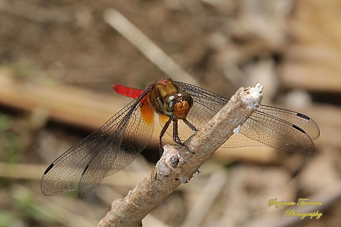 Crimson Dropwing/Orange Skimmer (Orthetrum testaceum) - Male  Geotagged,Indonesia,Orthetrum testaceum,Winter
