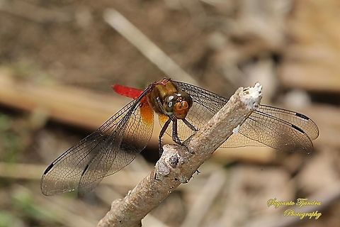 Crimson Dropwing/Orange Skimmer (Orthetrum testaceum) - Male  Geotagged,Indonesia,Orthetrum testaceum,Winter