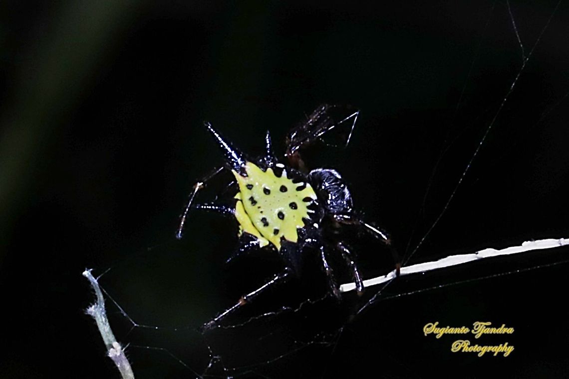 Hasselt's spiny spider, Macracantha hasselti* (formerly Gasteracantha hasselti), family Araneidae  (* iNaturalist has moved taxonomy to Macracantha hasselti<br />
<br />
<a href="https://tb.plazi.org/GgServer/html/6D4833744B4E50FC86C5A821DB4CB422" rel="nofollow">https://tb.plazi.org/GgServer/html/6D4833744B4E50FC86C5A821DB4CB422</a><br />
<br />
It&#039;s up to this group either to use &quot;Macracantha hasselti&quot; or remain as &quot;Gasteracantha hasselti&quot; Gasteracantha hasselti,Geotagged,Hasselt's Spiny Spider,Indonesia,Winter