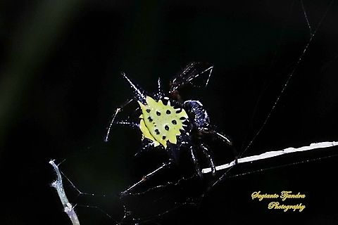 Hasselt's spiny spider, Macracantha hasselti* (formerly Gasteracantha hasselti), family Araneidae  (* iNaturalist has moved taxonomy to Macracantha hasselti

https://tb.plazi.org/GgServer/html/6D4833744B4E50FC86C5A821DB4CB422

It's up to this group either to use "Macracantha hasselti" or remain as "Gasteracantha hasselti" Gasteracantha hasselti,Geotagged,Hasselt's Spiny Spider,Indonesia,Winter