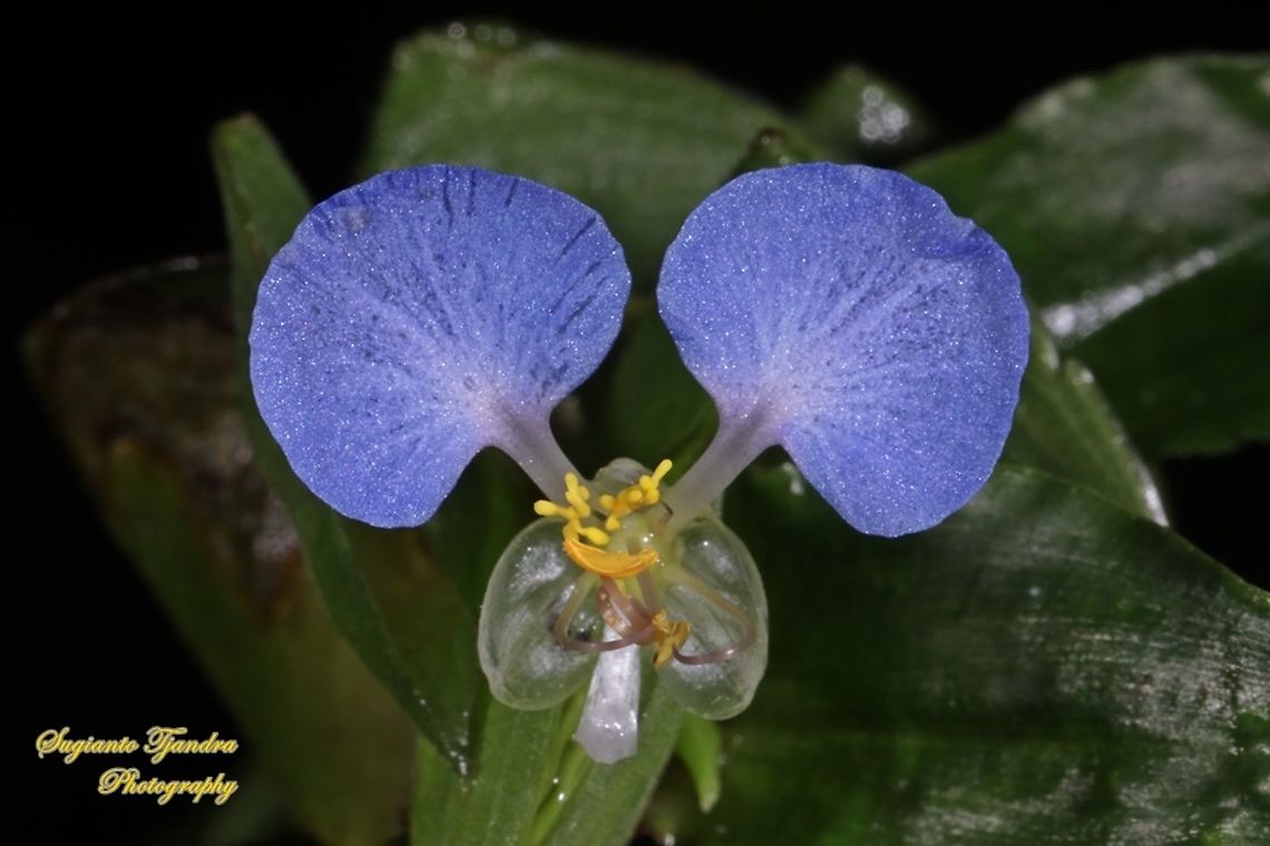 The Asiatic dayflower, Commelina communis  Asiatic dayflower,Commelina communis,Geotagged,Indonesia,Winter