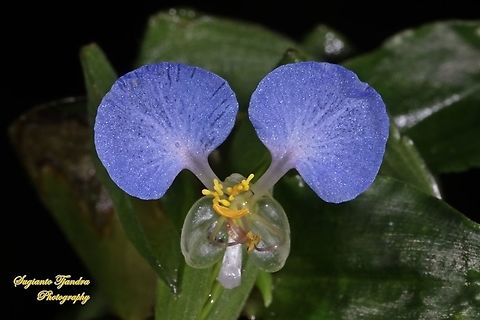The Asiatic dayflower, Commelina communis  Asiatic dayflower,Commelina communis,Geotagged,Indonesia,Winter