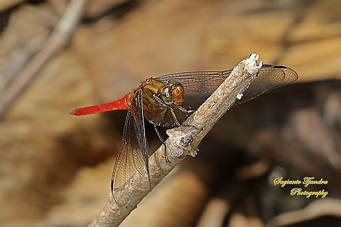 Crimson Dropwing/Orange Skimmer (Orthetrum testaceum) - Male  Geotagged,Indonesia,Orange Skimmer,Orthetrum testaceum,Winter