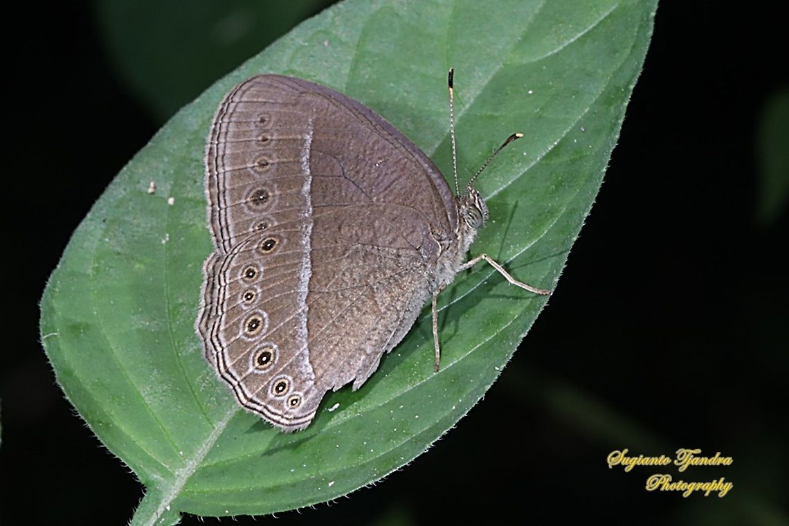 Common bush brown, Telinga janardana janardana (previously is under Mycalesis janardana) Based on phylogenetic analysis, janardana should be in the genus Telinga: https://www.researchgate.net/publication/303892779_Molecular_phylogeny_and_generic-level_taxonomy_of_the_widespread_palaeotropical_&#039;_Heteropsis_clade&#039;_Nymphalidae_Satyrinae_Mycalesina  Common Bushbrown,Geotagged,Indonesia,Mycalesis janardana,Mycalesis janardana sagittigera,Winter