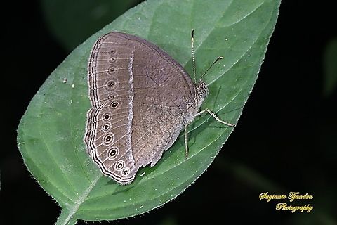 Common bush brown, Telinga janardana janardana (previously is under Mycalesis janardana) Based on phylogenetic analysis, janardana should be in the genus Telinga: https://www.researchgate.net/publication/303892779_Molecular_phylogeny_and_generic-level_taxonomy_of_the_widespread_palaeotropical_'_Heteropsis_clade'_Nymphalidae_Satyrinae_Mycalesina  Common Bushbrown,Geotagged,Indonesia,Mycalesis janardana,Mycalesis janardana sagittigera,Winter