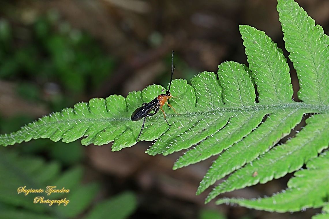 Braconid Wasp (Iphiaulax sp.,Braconidae)  Geotagged,Indonesia,Winter