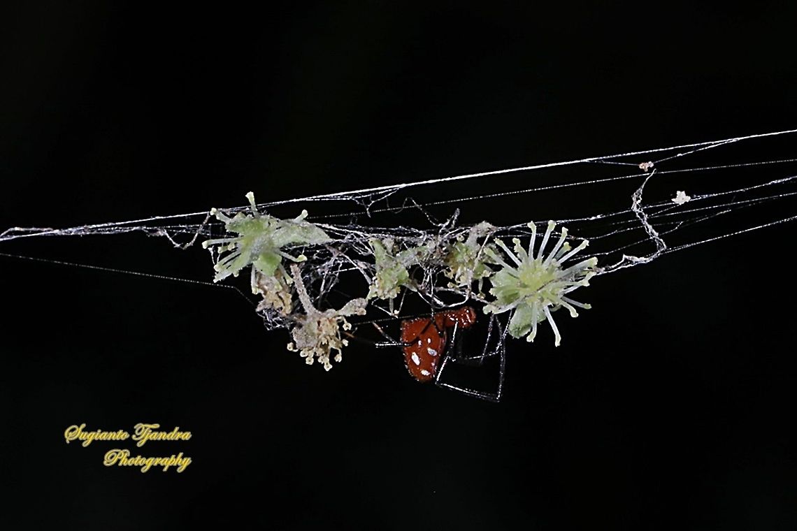 The red and silver dewdrop spider, Argyrodes flavescens  Argyrodes flavescens,Geotagged,Indonesia,Red and silver dewdrop spider,Winter