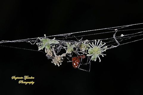 The red and silver dewdrop spider, Argyrodes flavescens  Argyrodes flavescens,Geotagged,Indonesia,Red and silver dewdrop spider,Winter