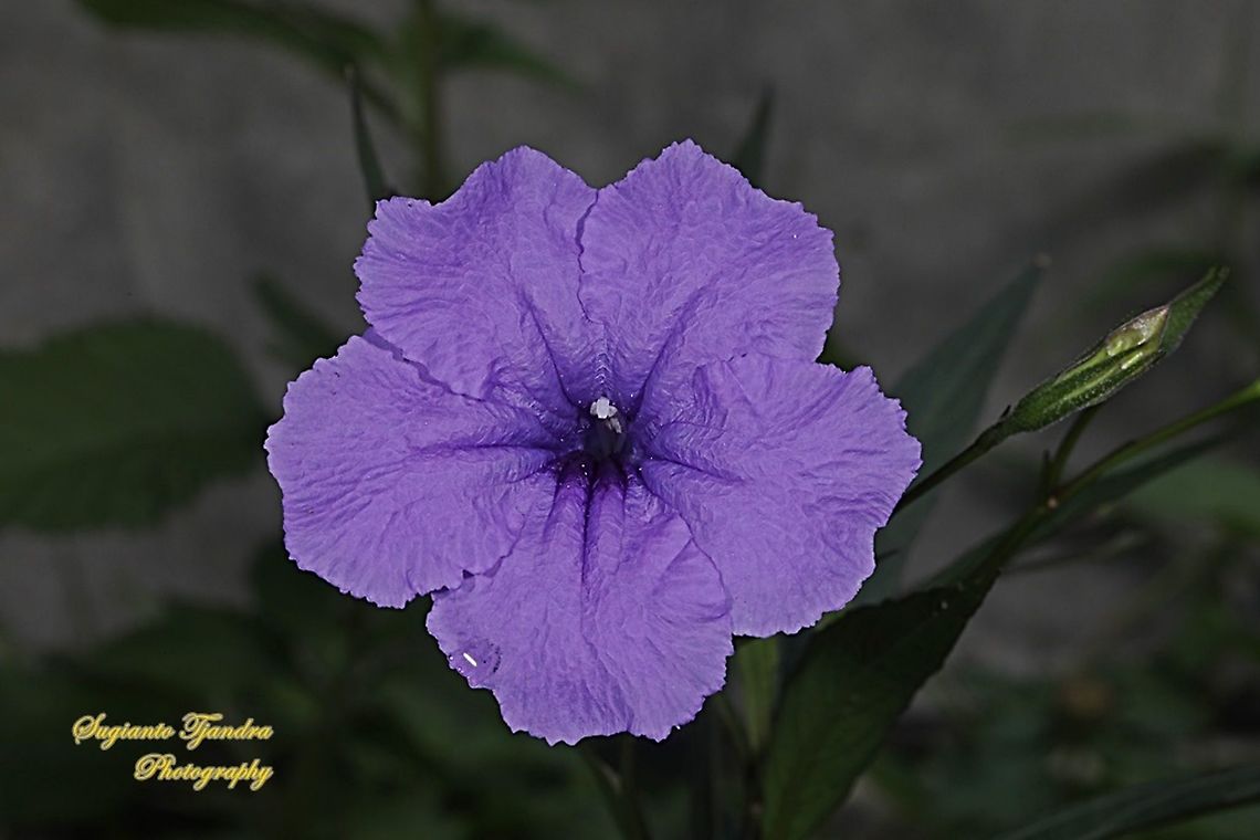 Mexican petunia flower, Ruellia simplex  Geotagged,Indonesia,Ruellia simplex,Winter,ruella simplex