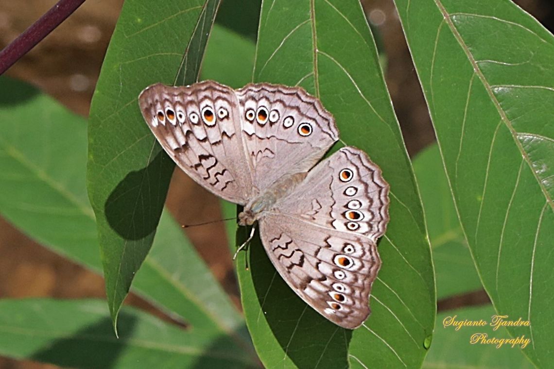 Grey Pansy, Junonia atlites  Geotagged,Gray pansy,Indonesia,Junonia atlites,Winter