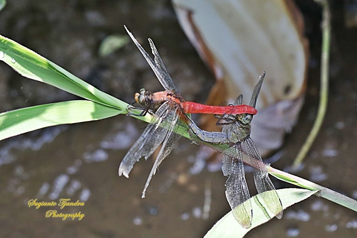 Crimson Dropwing/Orange Skimmer (Orthetrum testaceum) - "Mating"  Geotagged,Indonesia,Orange Skimmer,Orthetrum testaceum,Winter