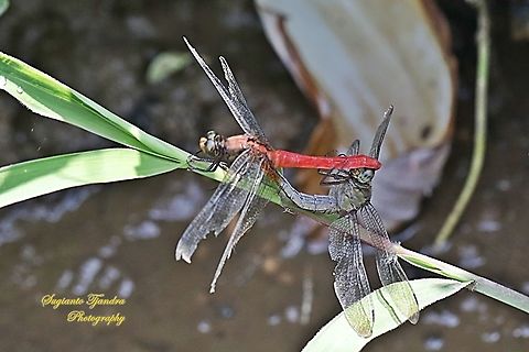 Crimson Dropwing/Orange Skimmer (Orthetrum testaceum) - "Mating"  Geotagged,Indonesia,Orange Skimmer,Orthetrum testaceum,Winter