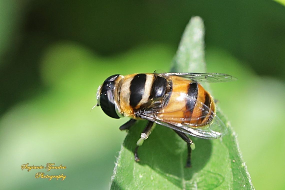 Hoverfly, Palpada Sp., family Syrphidae  Geotagged,Indonesia,Winter