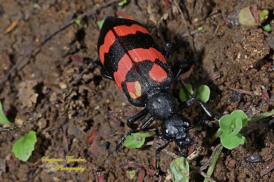 Blister Beetle. Hycleus biundulatus, family Meloidae  Geotagged,Hycleus biundulatus,Indonesia,Winter