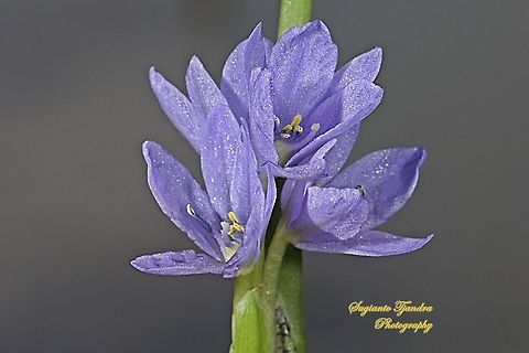Eceng Gondok (Water Hyacinth), Eichhornia crassipes  Common Water Hyacinth,Eichhornia crassipes,Geotagged,Indonesia,Winter