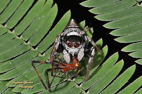 Jumping Spider, Ptocasius weyersi, family Salticidae w/prey  Geotagged,Indonesia,Ptocasius weyersi,Winter