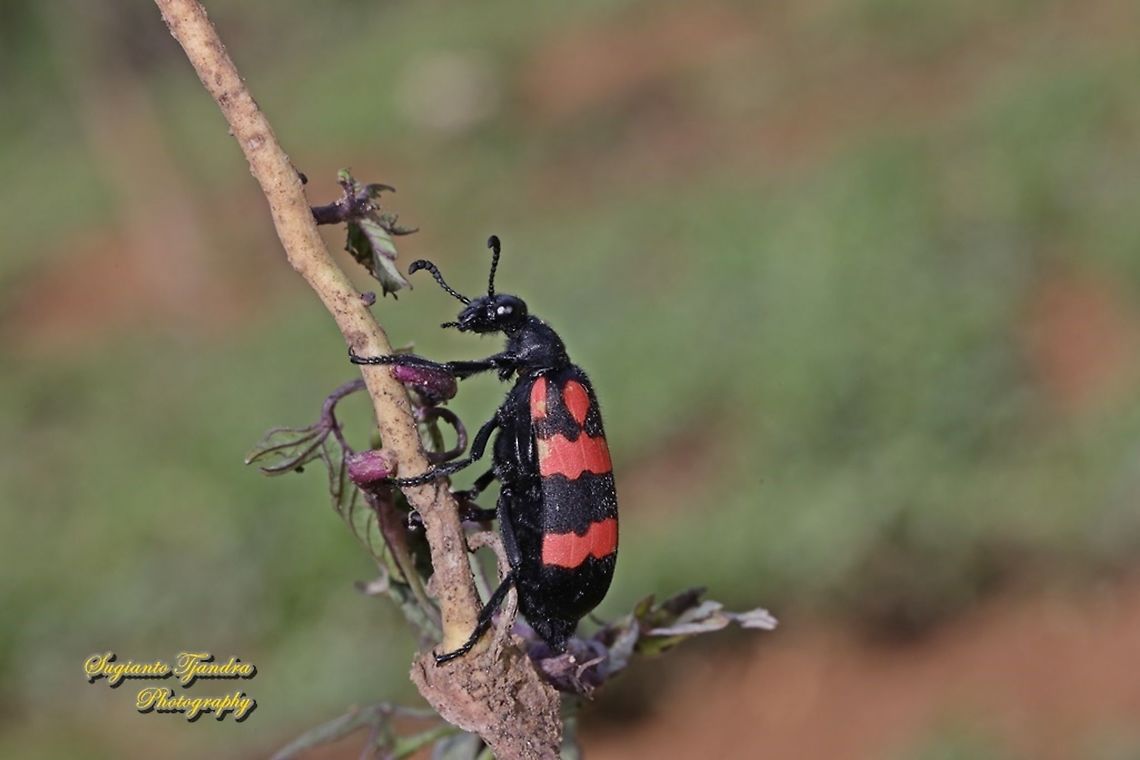 Blister Beetle, Hycleus biundulatus, family Meloidae  Geotagged,Hycleus biundulatus,Indonesia,Winter