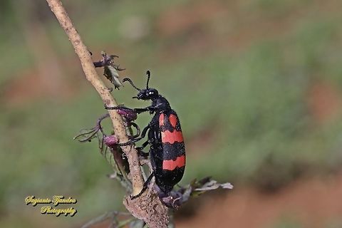 Blister Beetle, Hycleus biundulatus, family Meloidae  Geotagged,Hycleus biundulatus,Indonesia,Winter