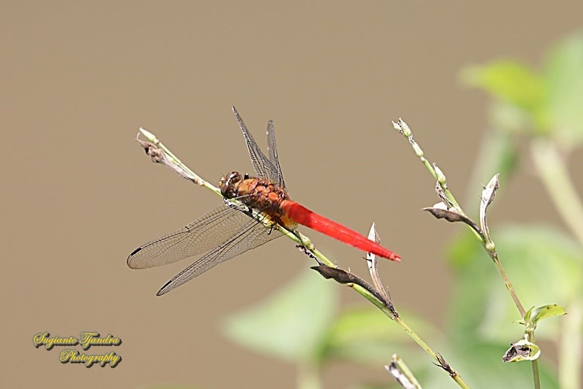 Crimson Dropwing/Orange Skimmer (Orthetrum testaceum) - Male  Geotagged,Indonesia,Orange Skimmer,Orthetrum testaceum,Winter