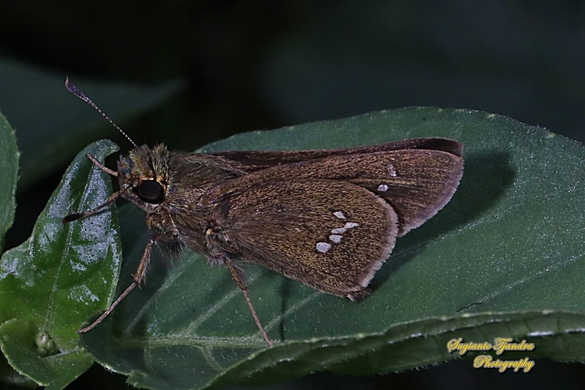 Skipper butterfly, Parnara sp.  Geotagged,Indonesia,Winter