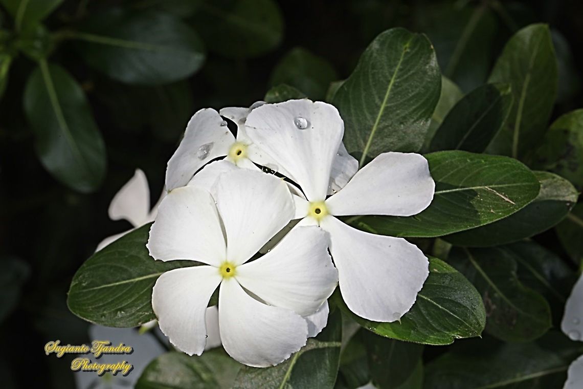 Madagascar Periwinkle White, Catharanthus roseus, family Apocynaceae  Catharanthus roseus,Geotagged,Indonesia,Madagascar rosy periwinkle,Winter