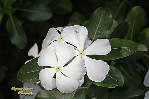 Madagascar Periwinkle White, Catharanthus roseus, family Apocynaceae  Catharanthus roseus,Geotagged,Indonesia,Madagascar rosy periwinkle,Winter